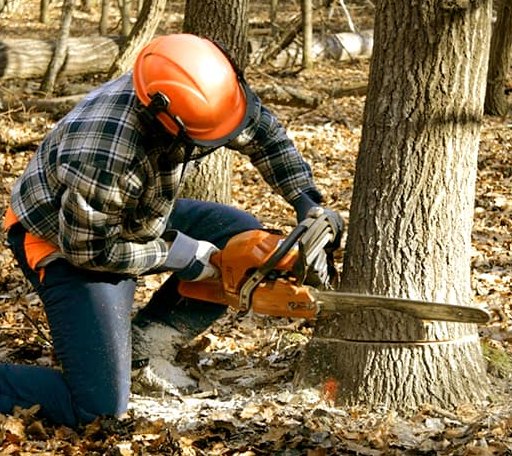 Tree Removal in Branchville, NJ